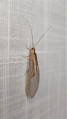 Stenolysmus extraneus