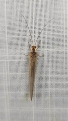 Stenolysmus extraneus