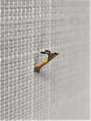 Caloptilia azaleella
