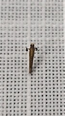 Caloptilia azaleella