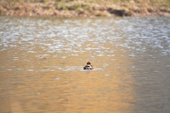 Podiceps auritus