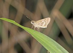 Vehilius stictomenes