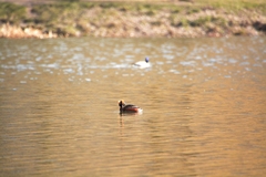 Podiceps auritus