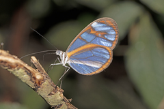 Oleria aquata