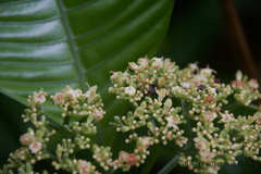 Psychotria limonensis