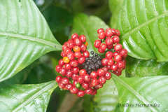Psychotria limonensis