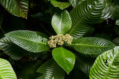 Psychotria limonensis