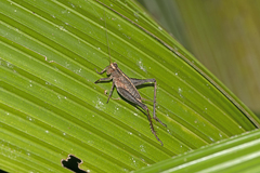 Eneopterinae