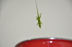 Anolis viridius