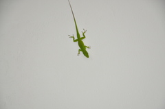 Anolis viridius