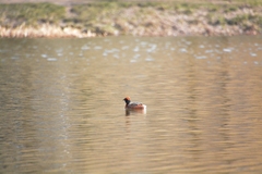 Podiceps auritus