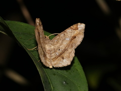 Chiasmia clivicola