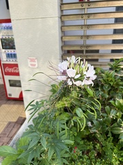 Cleome spinosa