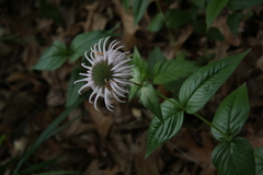 Monarda bradburiana