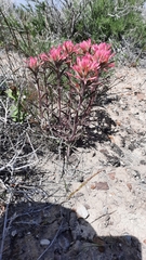 Castilleja angustifolia