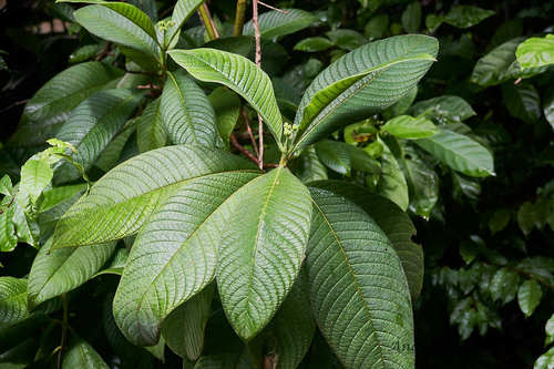 Psychotria micrantha, photograph 3