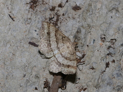 Chiasmia fidoniata