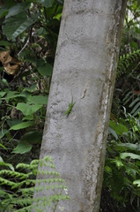 Anolis viridius