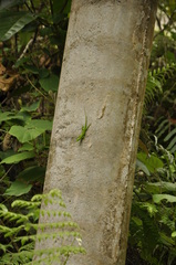 Anolis viridius