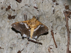 Chiasmia nora