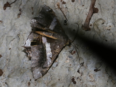 Chiasmia nora