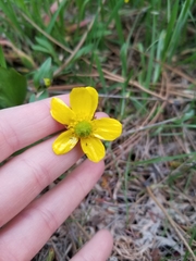 Ranunculus glaberrimus