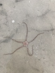 Ophiactis