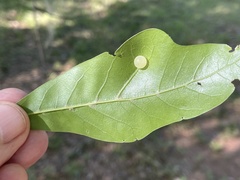 Amphibolips quercusracemaria
