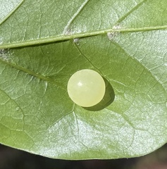 Amphibolips quercusracemaria