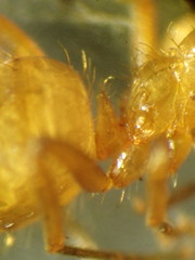 Lasius californicus