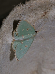 Comostola meritaria
