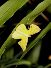 Corymica arnearia