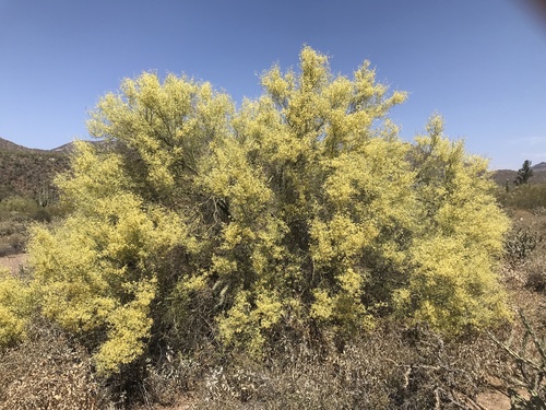 little-leaved palo verde