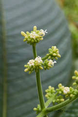 Psychotria micrantha