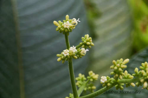 Psychotria micrantha