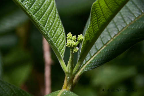Psychotria micrantha, photograph 2