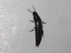 Quedius fuliginosus