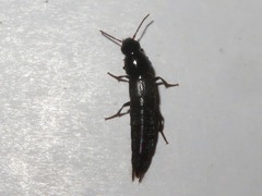 Quedius fuliginosus