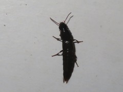 Quedius fuliginosus