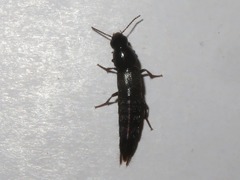 Quedius fuliginosus