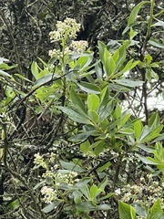 Escallonia discolor