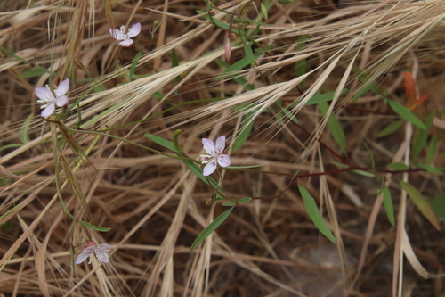 Image of Clarkia similis by (c) Millie Basden, some rights reserved (CC BY)