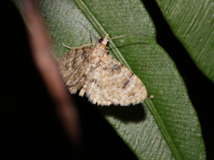 Gymnoscelis admixtaria