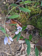 Gentiana decora