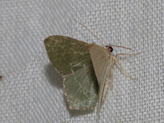 Hemithea tritonaria