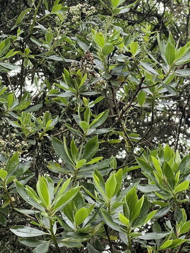 Escallonia discolor, photograph 6