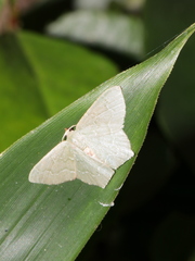 Hemithea tritonaria