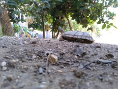 Rhinoclemmys pulcherrima pulcherrima