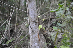 Anolis aridius