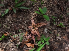 Adiantum flabellulatum